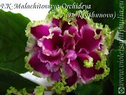 thn_EK-Malachitovaia Orchideia  .jpg